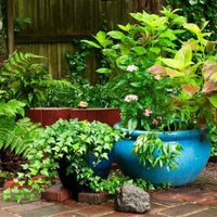 Bonito y útil: el popular insecto que es un aliado en tu jardín para mantener tus plantas sanas y fuertes