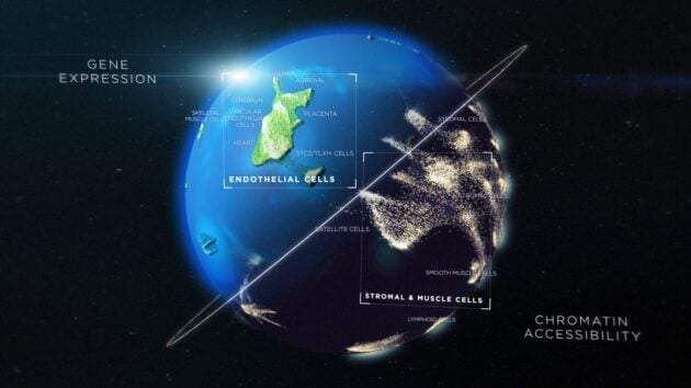 Atlas moleculares