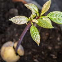 El truco de los viveristas para que tu planta de Palta sembrada con el carozo dé frutos a los 2 años