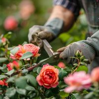 Cómo es la “regla de las 5 hojas” para que tu planta de Rosas explote de flores esta primavera