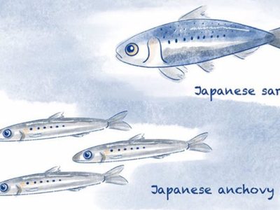 El cambio climático hace perder peso a los peces
