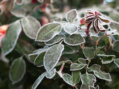 Protegé a tus plantas del invierno: cómo evitar que se quemen y marchiten frente a las fuertes heladas