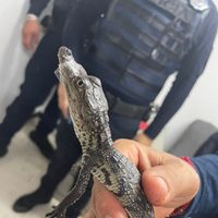Especialistas resguardan a un pequeño cocodrilo hallado en la Línea B del Metro (Video)