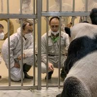 Expertos de China viajan a Taiwán para salvar a un panda enfermo