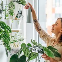 Aptas para principiantes: las 3 plantas indestructibles que son fáciles de cuidar y mantener