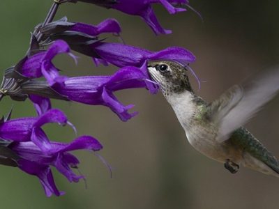 Ideal para principiantes: la planta que resiste todo y atrae a los colibríes
