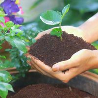 Menos es más: esto que estás haciendo con tus plantas puede ser la causa por la que no crecen como esperás