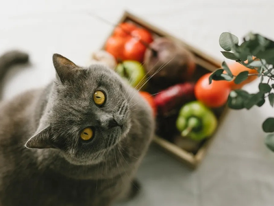 Rituales: conocé el poder que tienen los gatos para purificar tu energía y ayudarte a atraer más abundancia a tu vida