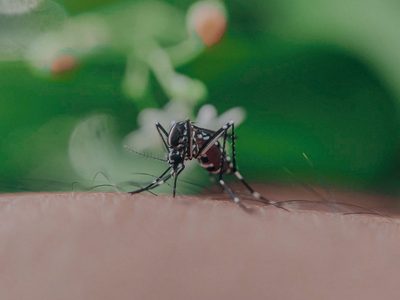 No gastés en repelente para mosquitos: preparalo en casa con 2 ingredientes y con un rico olor