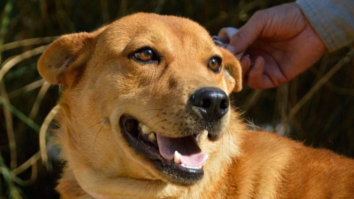 Jornada de adopción en el Paseo de la Costa. Fuente: Facebook
