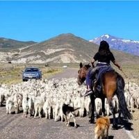 El gobierno profundizó las medidas de seguridad en rutas de Neuquén por arreos de animales