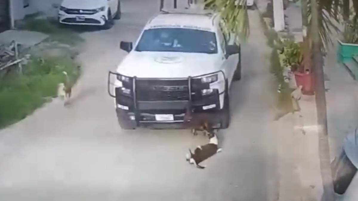 El momento en el que una patrulla de la Guardia Nacional atropella a dos perros
