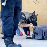 Intenso operativo de la división Antinarcóticos en la terminal de colectivos