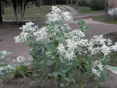 La hermosa planta que muchos tienen, pero que podría arruinar tu jardín