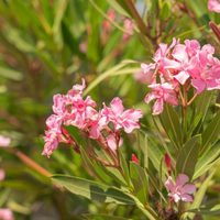 Tené cuidado con esta planta, a pesar de su belleza: conocé por qué es tan peligrosa