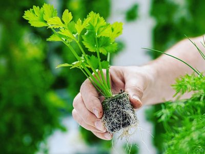 La planta de bellísimas flores que podés cultivar y que es un tesoro para tu salud digestiva