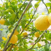 El potente abono casero para nutrir tu limonero y que te dé rápidamente frutos