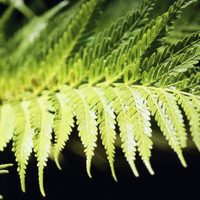 Mi helecho se puso amarillo: qué significa y cómo solucionarlo