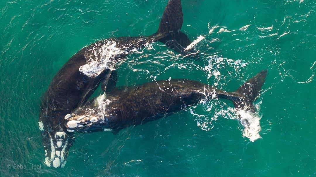 Ballenas en Las Grutas