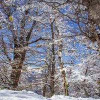 Clima en Neuquén: se viene un miércoles de nieve, viento y mucho frío en Neuquén