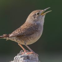 Curiosidades de la Pititorra: el ave chiquita que enamora con su canto y que te ayuda a cuidar tu jardín