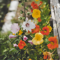 Bonita y útil: la planta que florece en tu jardín y que esconde un secreto que te va a sorprender