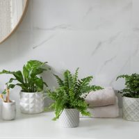 Trucos de los expertos viveristas para que tus plantas sobrevivan al frío de Otoño -Invierno