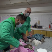 Cuándo habrá castraciones especiales de gatos en Parque Industrial