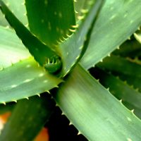 El facilísimo ritual que tenés que realizar con Aloe Vera para reducir tus deudas y atraer más dinero