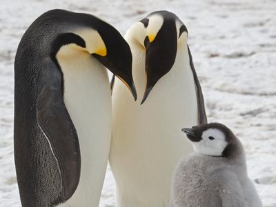 Científicos descubren colonias desconocidas de pingüinos emperador en la Antártida