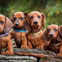 Curiosidades del dachshund, más conocido como perro salchicha