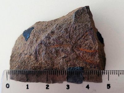 Descubrieron, en suelo neuquino, una “estrella frágil” que vivió hace 193 millones de años