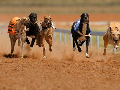 Cámara de Diputados de Chile rechazó un proyecto de ley que prohibía carreras de perros