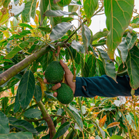 Tené tu propio bosque de paltas con este secreto de los expertos jardineros: tips y cuidados para no fallar en el intento