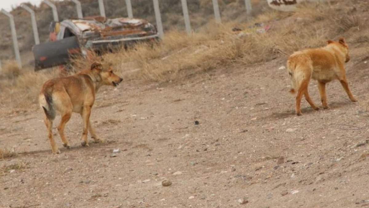 Son numerosos los perros que a diario deambulan por el sector del Basurero en Zapala. Fuente: (Twitter)
