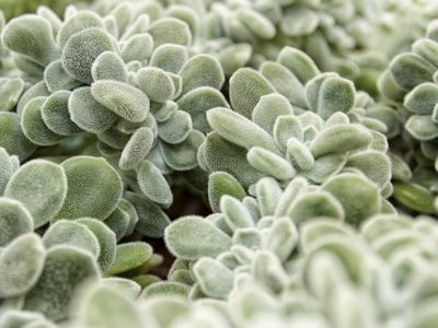 Suculentas peludas: una variedad exótica que gana terreno en la decoración