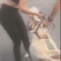 Usó a su perro Husky para matar a otro can en Tonalá, Jalisco