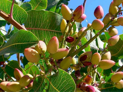 El árbol de moda que requiere paciencia, pero recompensa con uno de los frutos que vale oro en el mundo