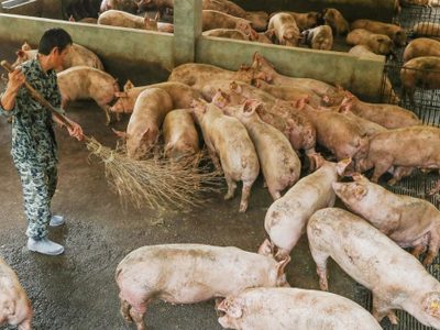 China: la cepa G4 de gripe porcina no es nueva y no infecta fácilmente a los humanos