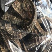 Juez ordena prisión preventiva contra hombre que trasportaba diversas especies marinas a China