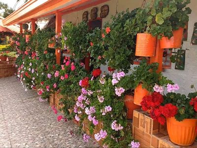 La planta de las abuelas que llena de color tu jardín y que esconde un secreto que no te imaginabas