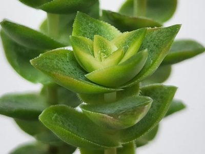 La forma de propagar tu suculenta acordeón y tener miles de plantitas para vender o regalar