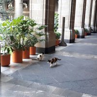 Hacienda sale en defensa de… los gatos de Palacio Nacional