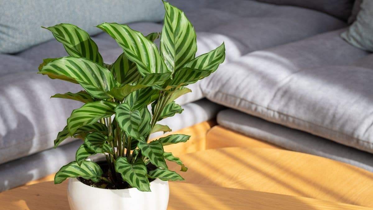 Cómo cuidar de una planta Calathea. Fuente: (X)