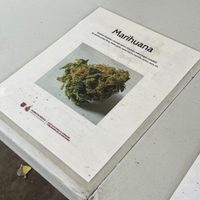 Gobierno de la CDMX habilitó espacios de tolerancia para uso lúdico de marihuana