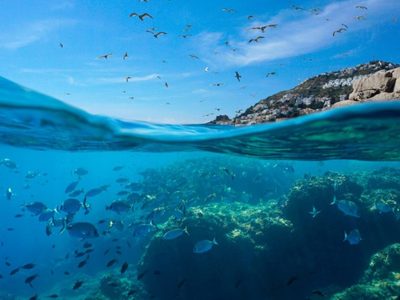 España y Francia unidas para proteger la biodiversidad del Mediterráneo