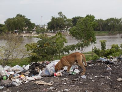 Durante la pandemia el abandono de mascotas aumentó en 15%