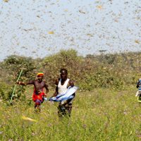 La apocalíptica plaga que azota África y pone en peligro la seguridad alimentaria de 35 millones de personas