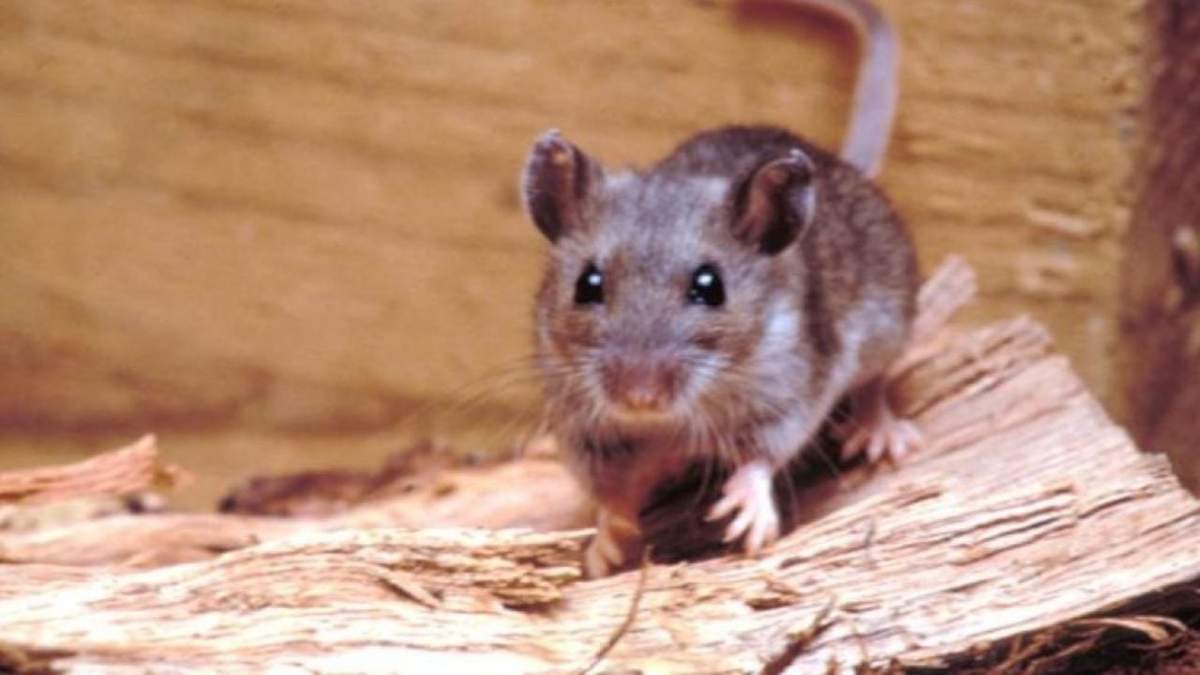 Hantavirus. Fuente: (X)