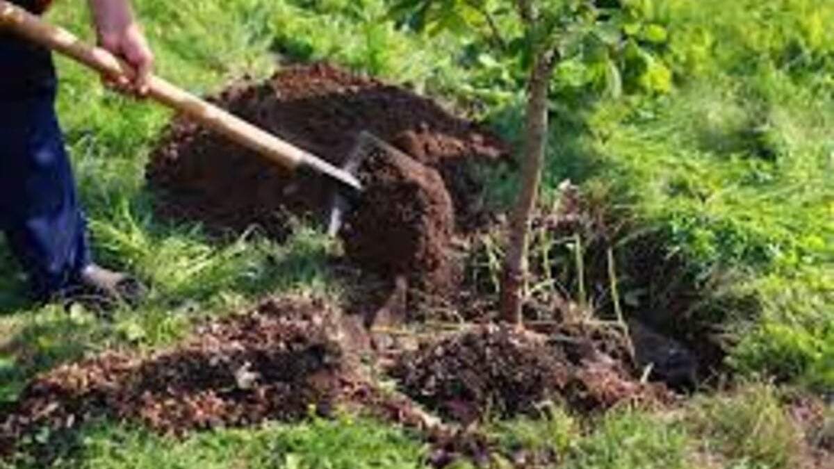 Cultivarán árboles para generar conciencia. Fuente: (Flordeplanta.com.ar)